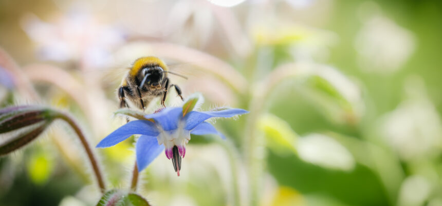 Salvarea albinelor prin florile pe care le plantezi in gradina