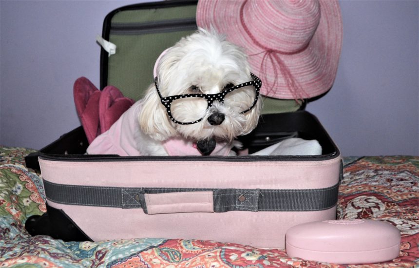 Cute pet in the suitcase ready to travel
