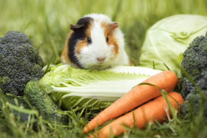 Vegetable diet of a pet guinea pig
